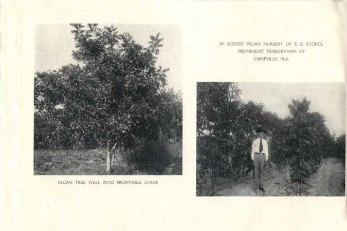 Early pecan industry in Keystone Heights area